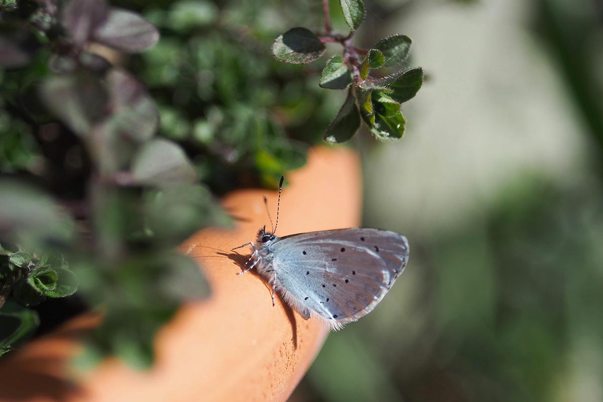 Le farfalle più belle che esistono al mondo