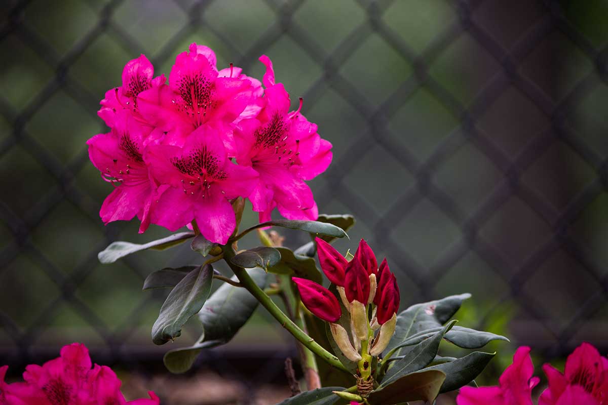 Quali fiori regalare alla Festa della Mamma 2020