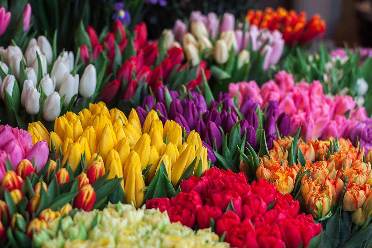 Quali fiori regalare alla Festa della Mamma 2020