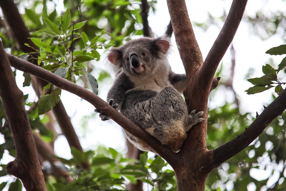 Coma stanno i koala in australia?