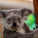 I koala sopravvissuti al rogo in Australia|Coma stanno i koala in australia?