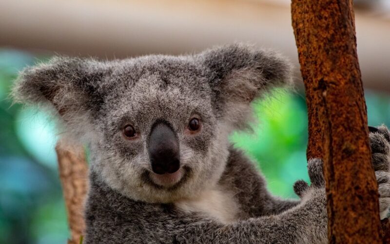 I koala sopravvissuti al rogo in Australia|Coma stanno i koala in australia?