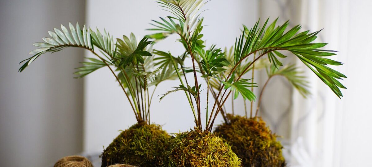 Kokedama|Kokedama