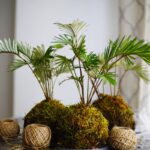 Kokedama|Kokedama