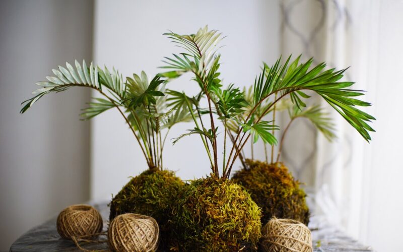 Kokedama|Kokedama