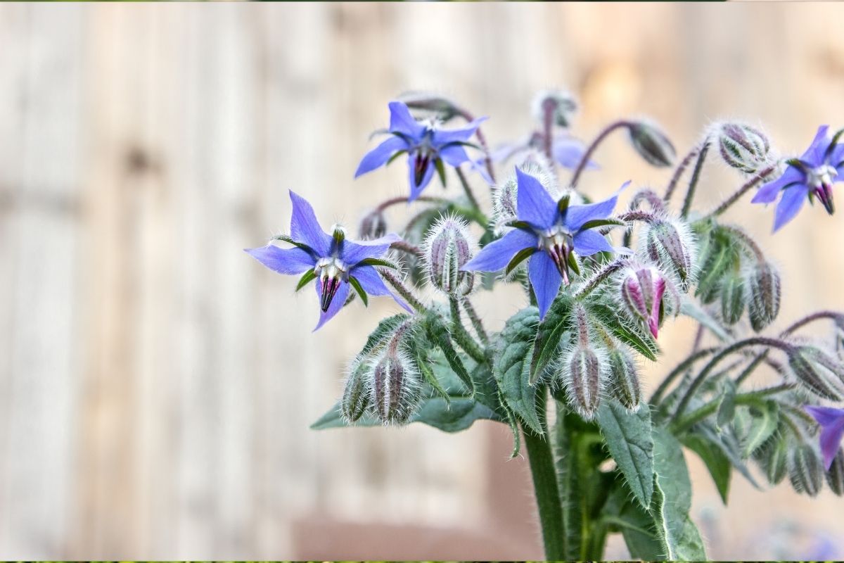 Quali erbe di campo raccogliere in primavera?