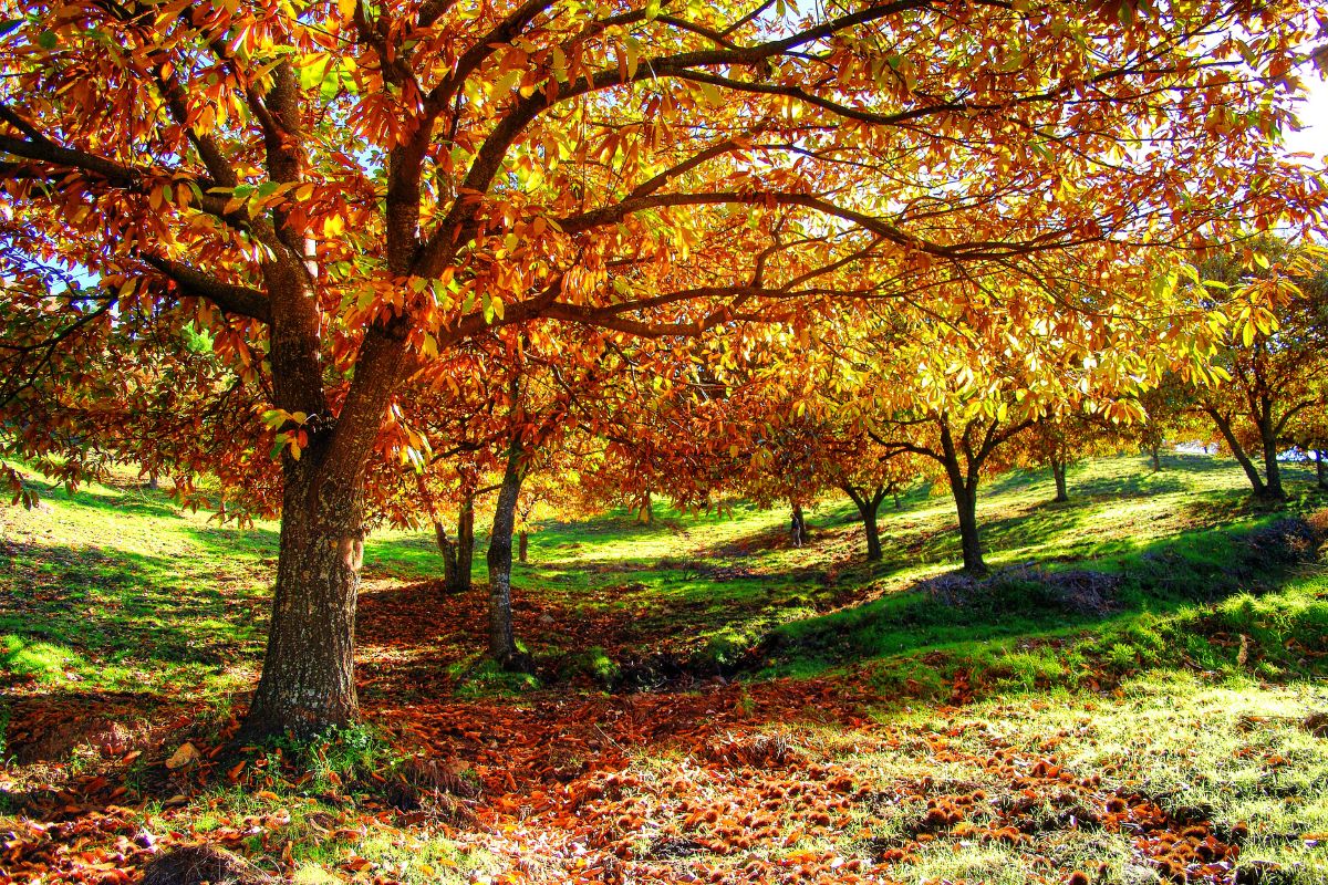 la raccolta castagne in Lombardia