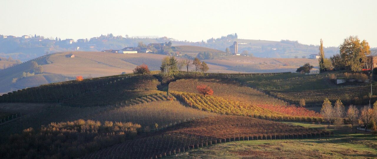 |tour delle langhe Alba|||