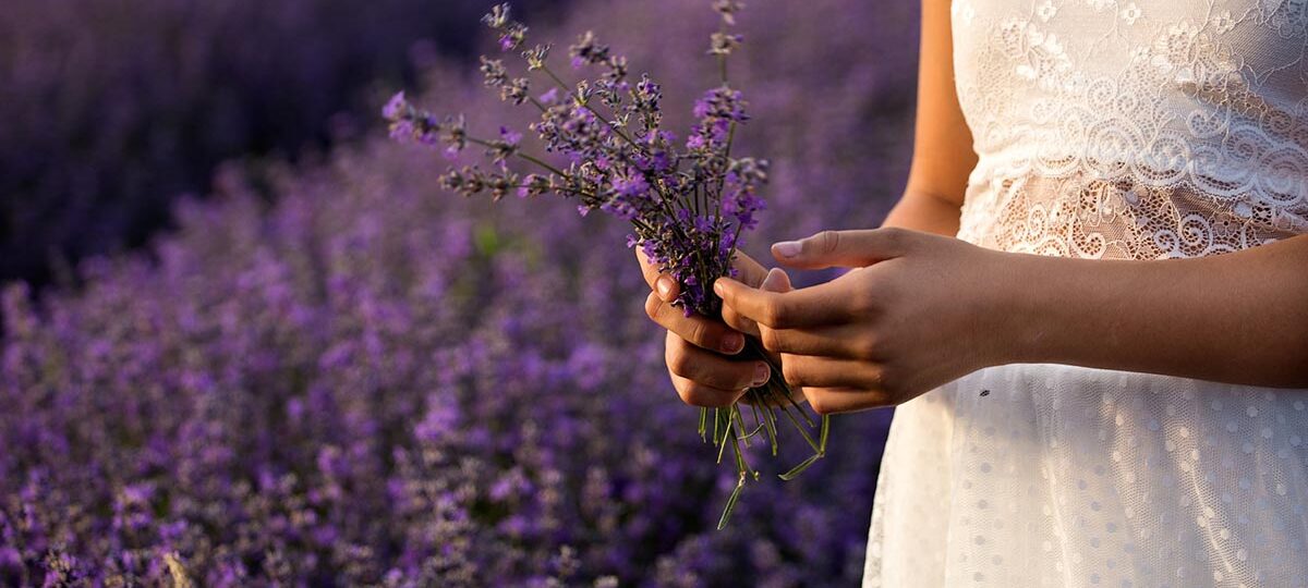 Cura del giardino: talea lavanda|Cura del giardino: talea lavanda