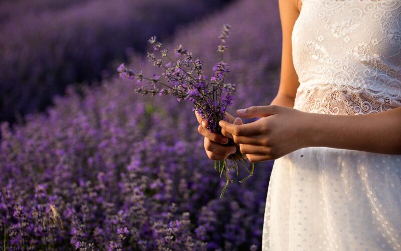 Cura del giardino: talea lavanda|Cura del giardino: talea lavanda