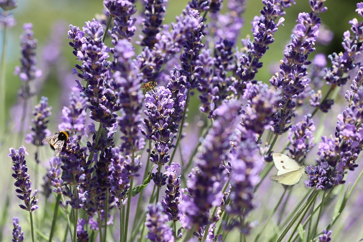 Cura del giardino: talea lavanda