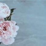 le peonie - caratteristiche|le peonie - caratteristiche