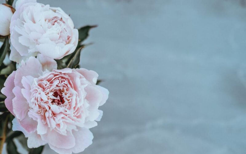 Le peonie: i magici fiori dalle mille curiosità e dall’antica storia