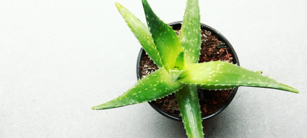 Aloe Vera|lavanda per dormire meglio|gelsomino per dormire meglio|gerbera per dormire meglio|pothos per dormire meglio