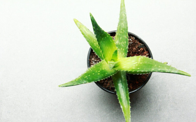 Aloe Vera|lavanda per dormire meglio|gelsomino per dormire meglio|gerbera per dormire meglio|pothos per dormire meglio