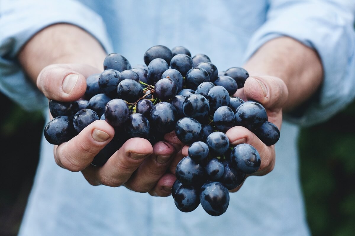 Vini naturali