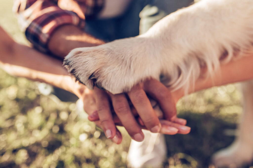 la guida per scegliere il cane adatto a noi