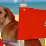 ||spiagge accessibili cani pet friendly