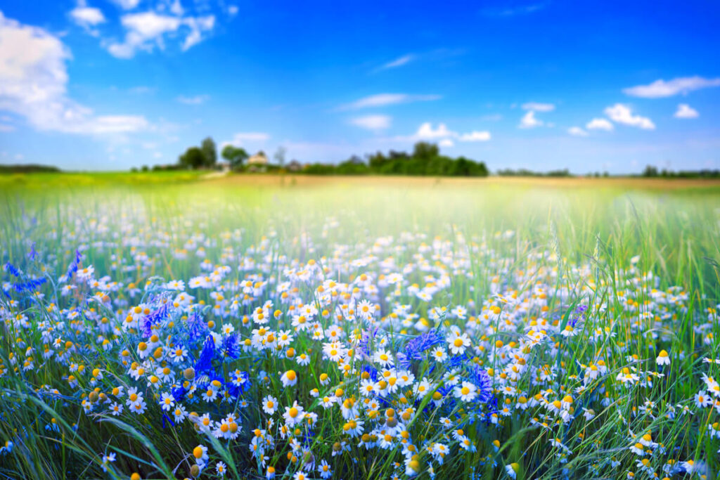 Cosa provano fiori e piante