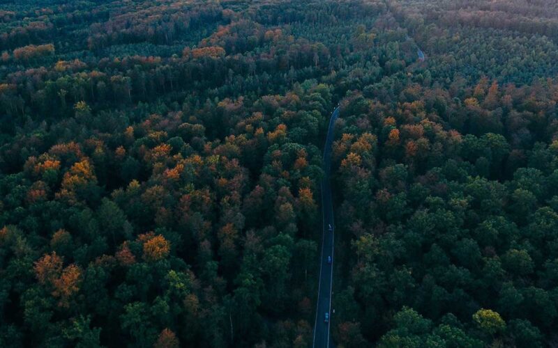 Visitare la foresta nera delle fiabe dei fratelli Grimm: tra natura e mistero