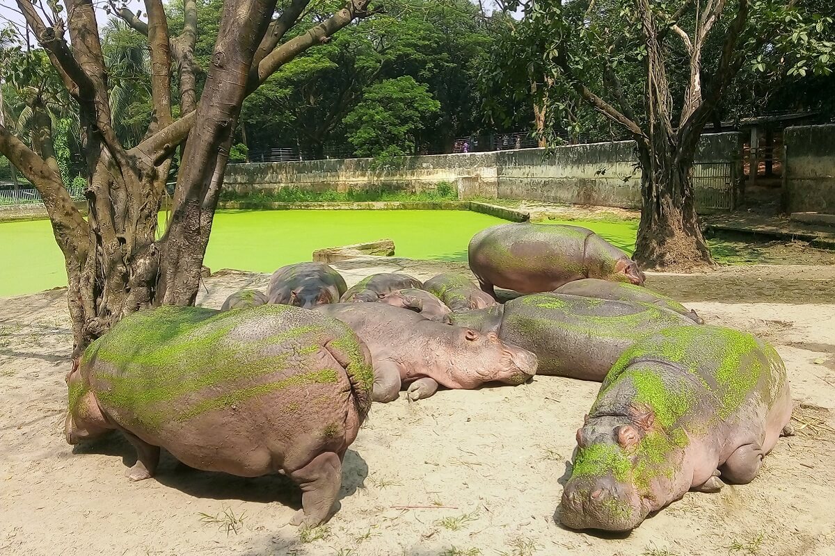 zoo d'italia