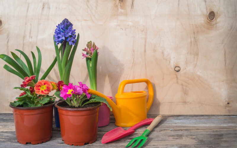 Quali sono i migliori vasi da giardino?