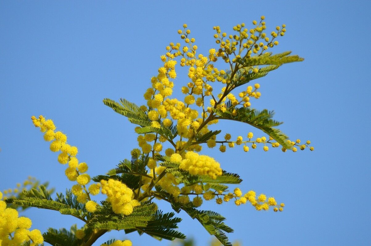 decorare casa con le mimose