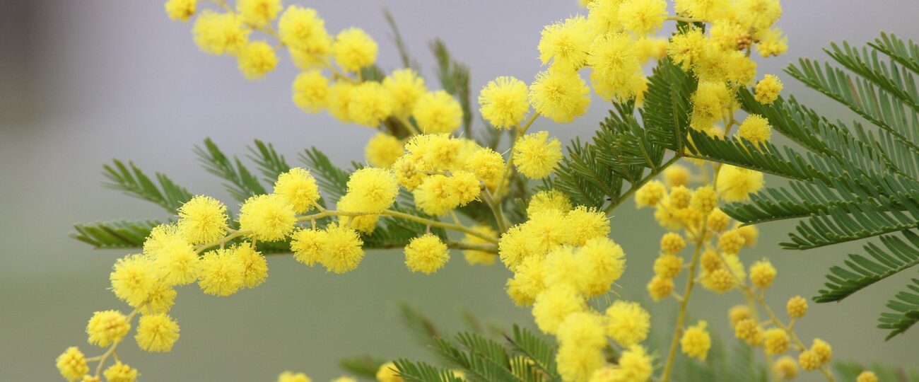 coltivare albero di mimosa