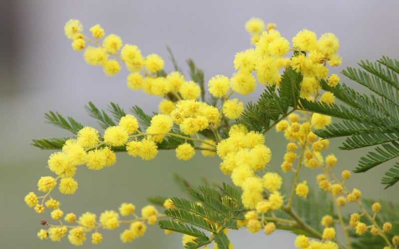 coltivare albero di mimosa