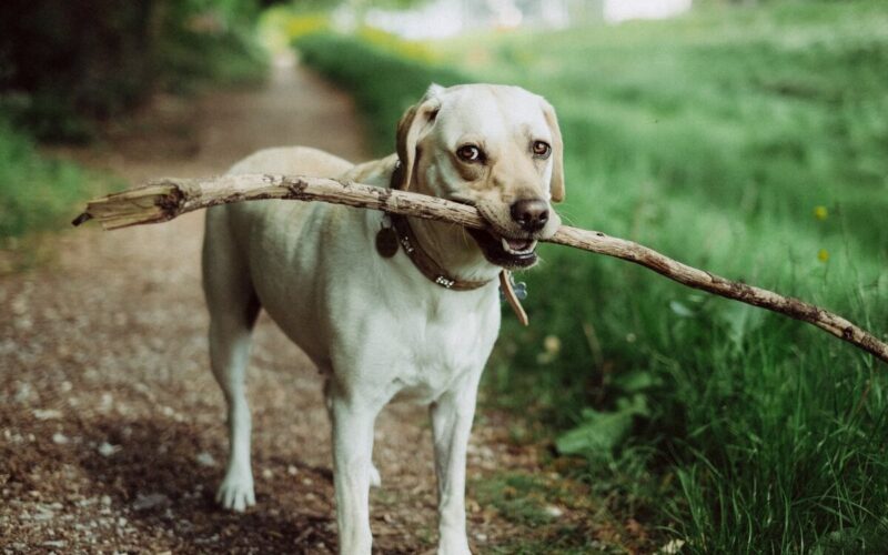 Lavorare con gli animali: tutte le possibilità