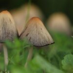 Dove raccogliere i funghi|Dove raccogliere i funghi