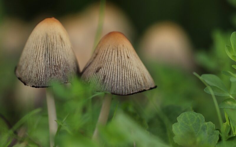 Dove raccogliere i funghi in Piemonte