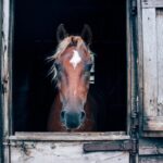 |cavallo a casa