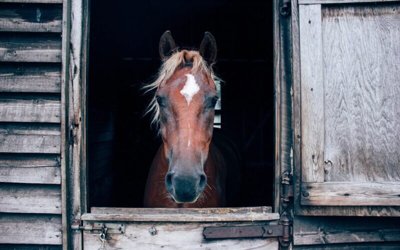 |cavallo a casa