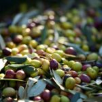 olive|olive - ramo d'olivo