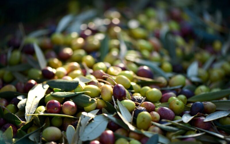 olive|olive - ramo d'olivo