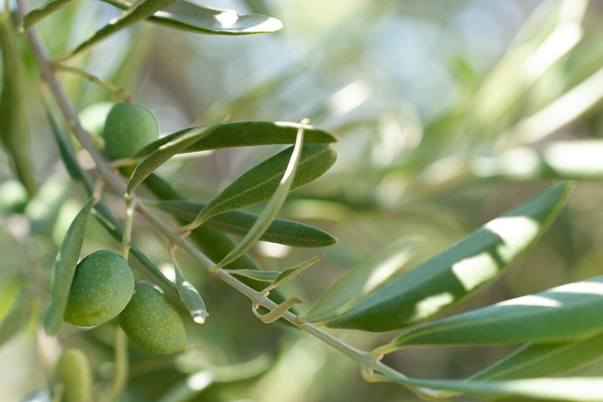 olive, olio d'oliva, olio extravergine, olio EVO