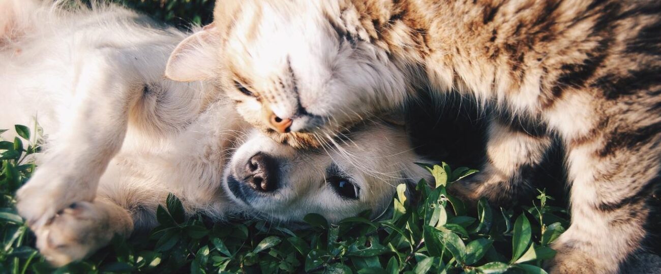 cani e gatti migliorano sistema immunitario