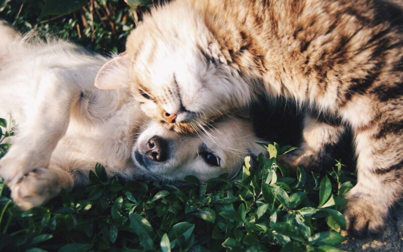 Cani e gatti migliorano il sistema immunitario, lo dice la scienza