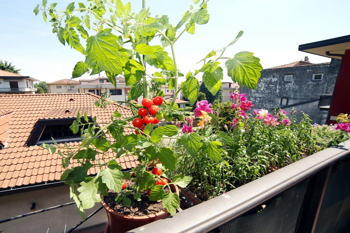 Orto sul balcone 