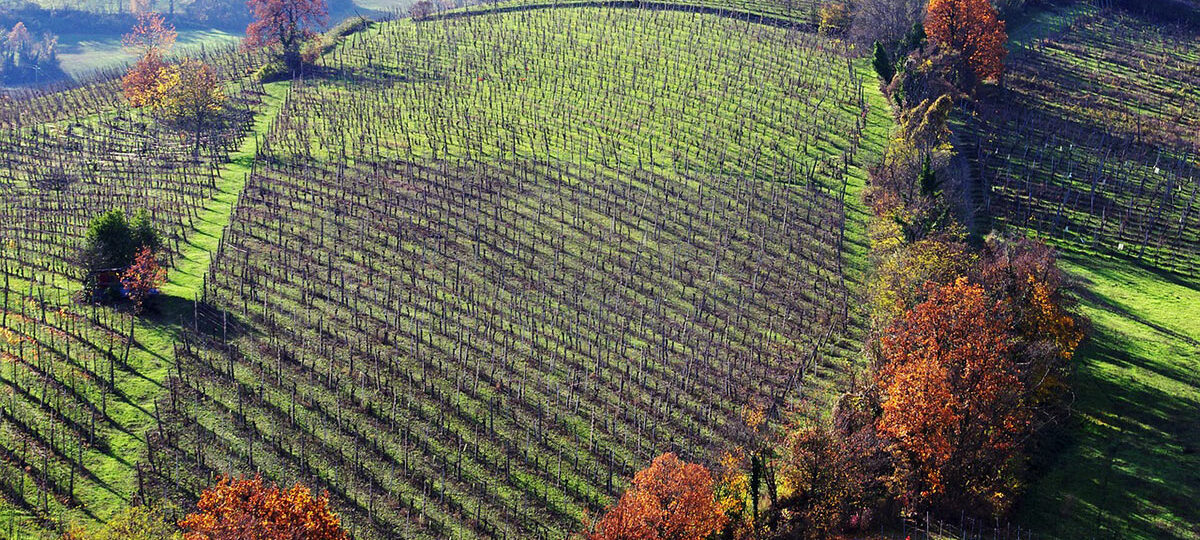 Parma Langhirano|Casino Boschi