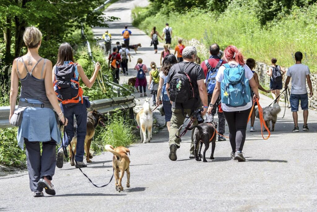 Le passeggiate sociali con i cani