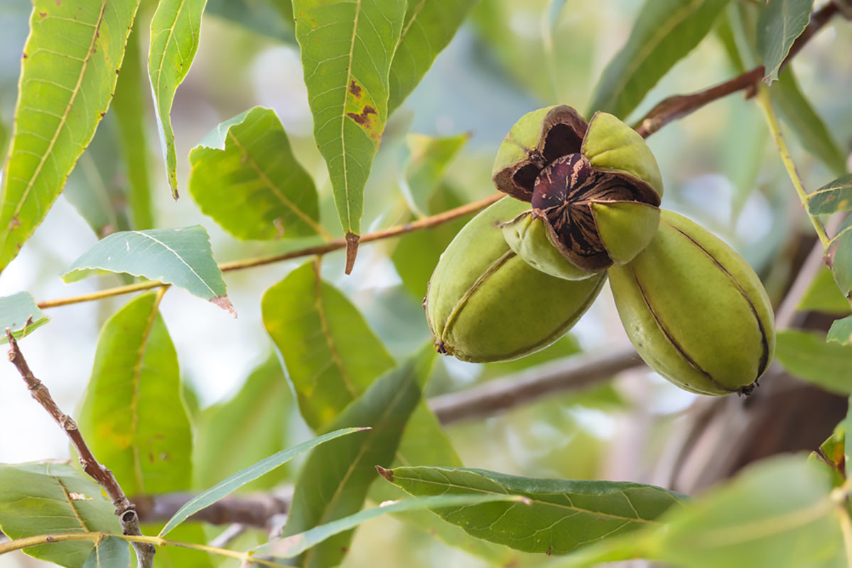 albero noce pecan