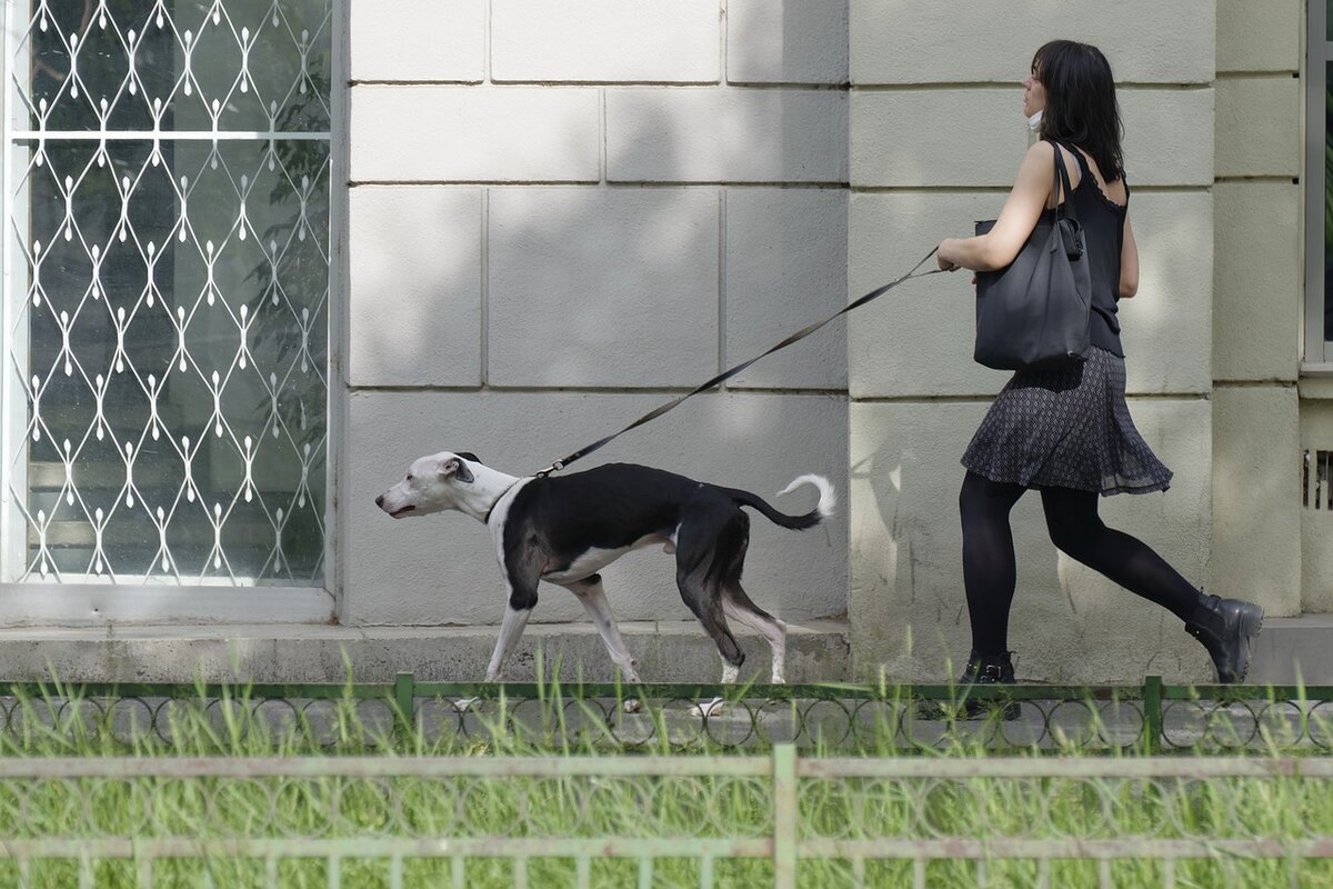 10 oggetti utili per chi ha un cane in casa