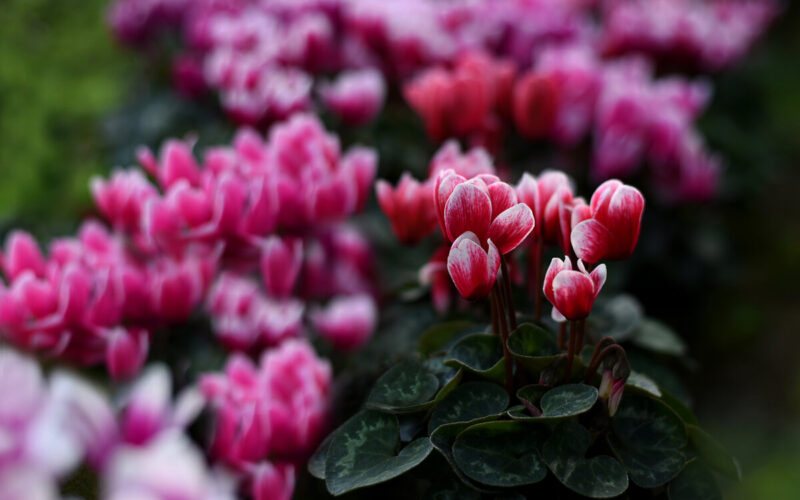 Piante da giardino che resistono anche in inverno: ecco quali sono