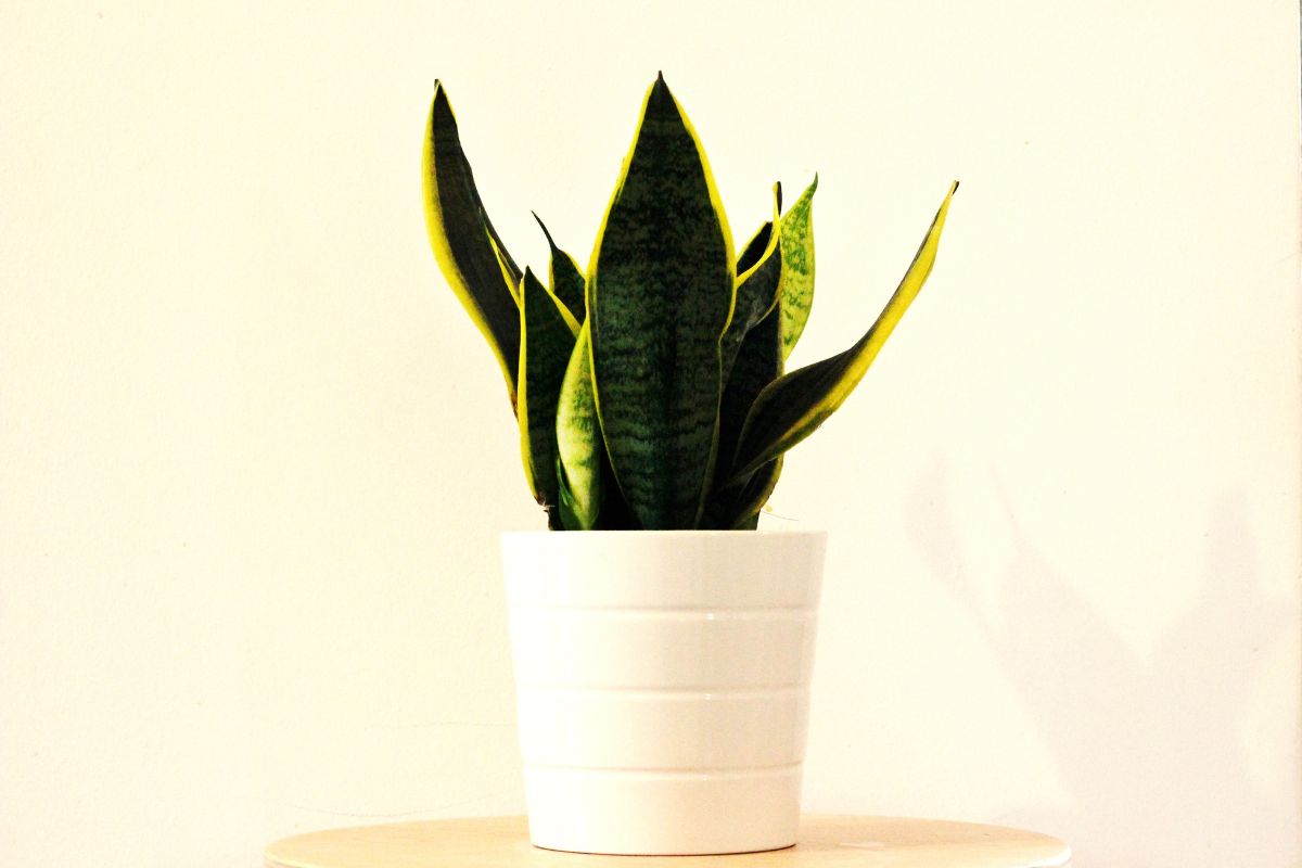 Sansevieria 