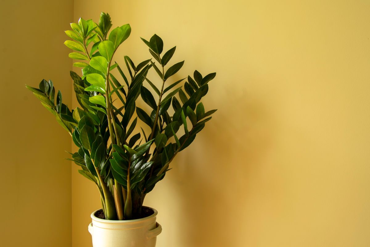 Zamioculcas