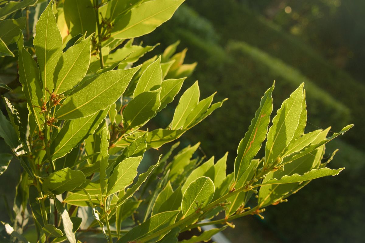 piante da terrazzo sempreverdi - alloro