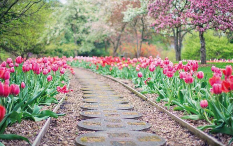 Arredare gli esterni con le piante ornamentali da giardino