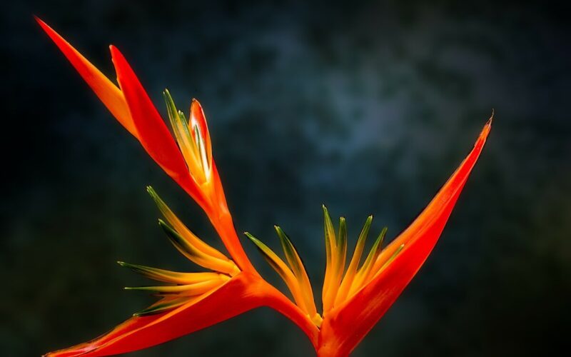 Piante tropicali - fiore paradiso|Piante tropicali - tillandsia|orchidea rara|Piante tropicali - anthurium